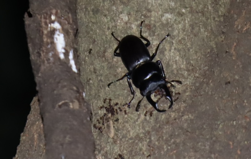 シラカシ_コクワガタ♂_2021年8月23日19時45分頃 気温28度